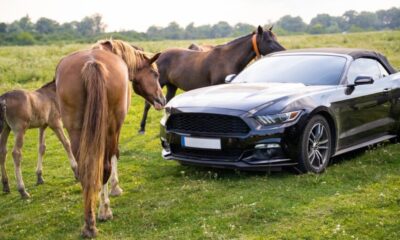 ford mustang stablemate