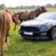 ford mustang stablemate