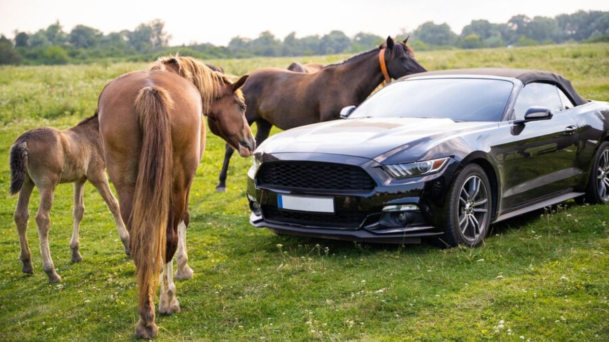 ford mustang stablemate