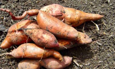 how far did sweet potatoes travel to texas