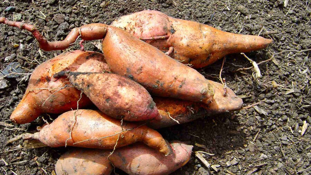 how far did sweet potatoes travel to texas